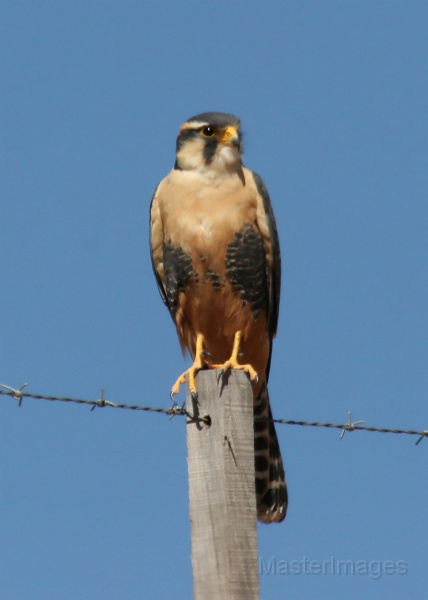 IMG_9081c.jpg - Aplomado Falcon (Falco femoralis)